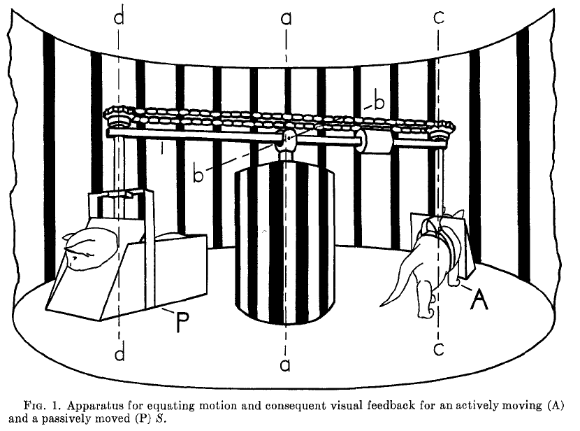 Hein and Held kitten experiment